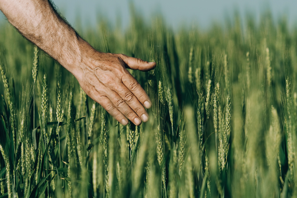 Hand of a farmer touching ripening wheat ears